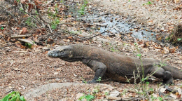 Varan du Komodo