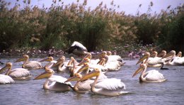 Pélicans, parc du Djoudj