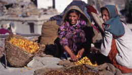 Jeunes femmes faisant sécher des abricots, Ladakh