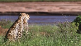 Guépards partant en chasse, Samburu, Kenya