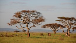 Eléphants dans le parc du Serengeti, Tanzanie