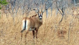 Antilope rouanne à Caprivi