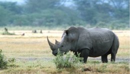 Rhinocéros blanc