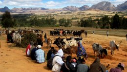 Marché aux zébus, Ambalavao, Madagascar