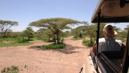 Safari vers le lac Ndutu, Tanzanie