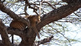 Léopard dans le parc du Serengeti, Tanzanie