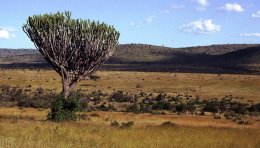 Réserve de Masai Mara, Kenya
