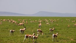 Gazelle de Grant vers Ndutu, Serengeti, Tanzanie