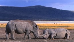 Rhino blanc à Nakuru, Kenya