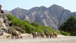 Eléphants vers la rivière Hoanib