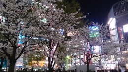 Cerisiers dans le quartier des néons de Shybuya à Tokyo