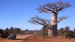 Baobab, côte ouest de Madagascar