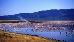 Flamands rose à Bogoria