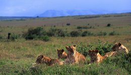 Groupe de lions à Masai Mara