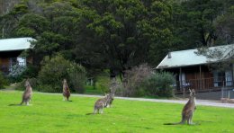 Au parc des Grampians, les kangourous sont toujours très présent.