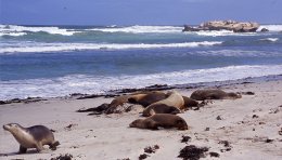 Lions de mer sur Kangaroo island