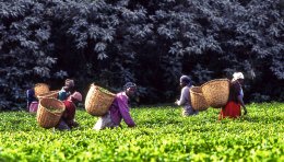 Ramassage de thé dans la région de Kericho