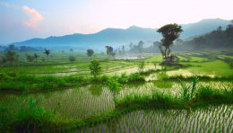 Superbe vue sur les splendides rizières balinaises