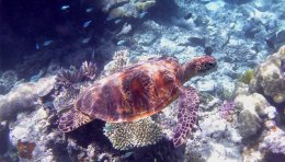 Tortue verte sur la grande barrière de corail